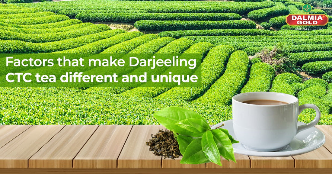 Factors That Make Darjeeling CTC Tea Different And Unique | Dalmia Gold